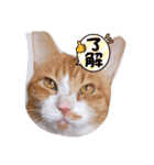愉快な犬猫3（個別スタンプ：5）