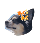 愉快な犬猫3（個別スタンプ：6）