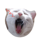 愉快な犬猫3（個別スタンプ：9）