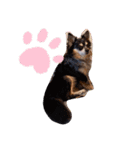愉快な犬猫3（個別スタンプ：10）