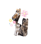 愉快な犬猫3（個別スタンプ：13）