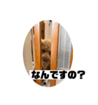 デカプー丼（個別スタンプ：13）