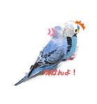 インコうぃずドーベルマン（個別スタンプ：1）