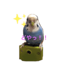 インコうぃずドーベルマン（個別スタンプ：4）