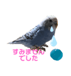 インコうぃずドーベルマン（個別スタンプ：8）
