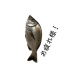 魚三昧ver12（個別スタンプ：8）
