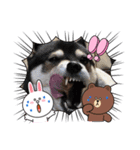 柴犬モコ＆稲穂 LINEキャラクター（個別スタンプ：5）