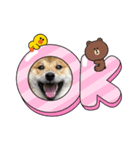 柴犬モコ＆稲穂 LINEキャラクター（個別スタンプ：6）