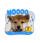 柴犬モコ＆稲穂 LINEキャラクター（個別スタンプ：7）
