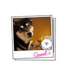 柴犬モコ＆稲穂 LINEキャラクター（個別スタンプ：8）