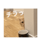 ミルちゃんチープスタンプ（個別スタンプ：16）