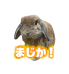 うさぎ【ホーランドロップ】③（個別スタンプ：5）