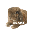 うさぎ【ホーランドロップ】③（個別スタンプ：6）