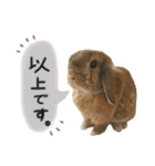 うさぎ【ホーランドロップ】③（個別スタンプ：9）