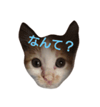 ねこ！ねこ！4（個別スタンプ：1）
