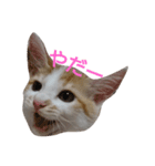 ねこ！ねこ！4（個別スタンプ：2）