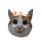 ねこ！ねこ！4（個別スタンプ：3）