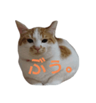 ねこ！ねこ！4（個別スタンプ：4）