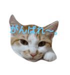 ねこ！ねこ！4（個別スタンプ：5）
