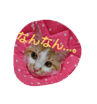 ねこ！ねこ！4（個別スタンプ：6）