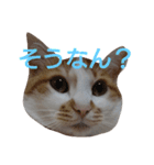 ねこ！ねこ！4（個別スタンプ：7）