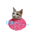 ねこ！ねこ！4（個別スタンプ：8）