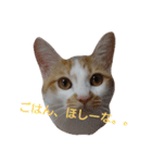 ねこ！ねこ！4（個別スタンプ：10）