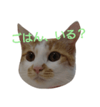 ねこ！ねこ！4（個別スタンプ：11）