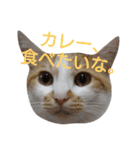 ねこ！ねこ！4（個別スタンプ：12）