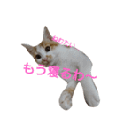 ねこ！ねこ！4（個別スタンプ：13）