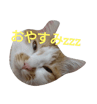ねこ！ねこ！4（個別スタンプ：14）