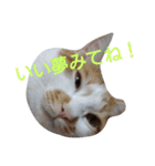 ねこ！ねこ！4（個別スタンプ：15）
