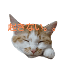 ねこ！ねこ！4（個別スタンプ：16）