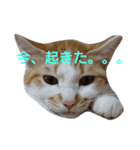 ねこ！ねこ！4（個別スタンプ：17）