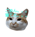 ねこ！ねこ！4（個別スタンプ：18）