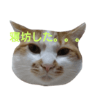 ねこ！ねこ！4（個別スタンプ：19）