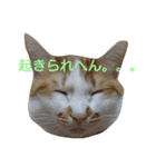 ねこ！ねこ！4（個別スタンプ：20）