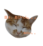 ねこ！ねこ！4（個別スタンプ：21）