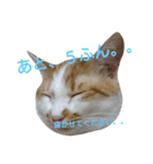 ねこ！ねこ！4（個別スタンプ：22）