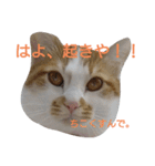 ねこ！ねこ！4（個別スタンプ：23）