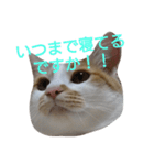 ねこ！ねこ！4（個別スタンプ：24）