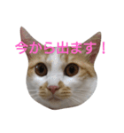 ねこ！ねこ！4（個別スタンプ：25）