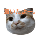 ねこ！ねこ！4（個別スタンプ：26）
