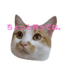 ねこ！ねこ！4（個別スタンプ：27）