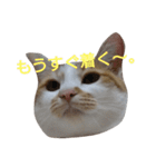 ねこ！ねこ！4（個別スタンプ：28）