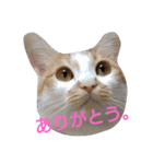 ねこ！ねこ！4（個別スタンプ：29）