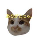 ねこ！ねこ！4（個別スタンプ：30）