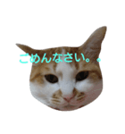 ねこ！ねこ！4（個別スタンプ：31）