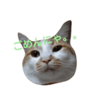 ねこ！ねこ！4（個別スタンプ：32）