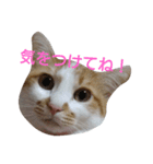 ねこ！ねこ！4（個別スタンプ：33）